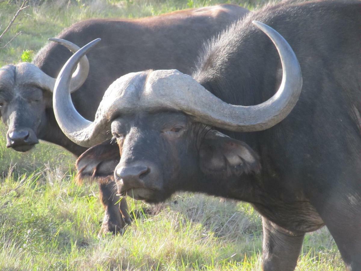 Addo Gateway Lodge Colchester Luaran gambar