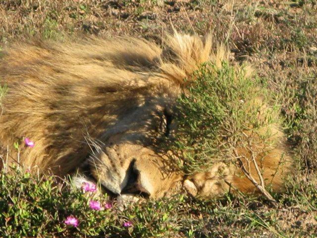 Addo Gateway Lodge Colchester Luaran gambar