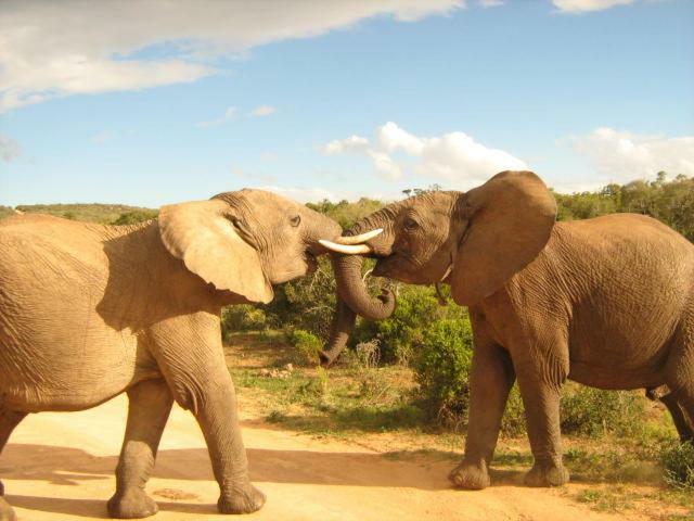 Addo Gateway Lodge Colchester Luaran gambar
