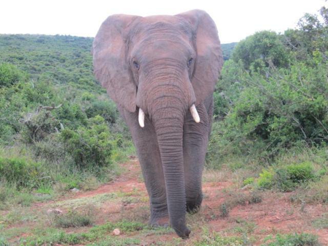 Addo Gateway Lodge Colchester Luaran gambar