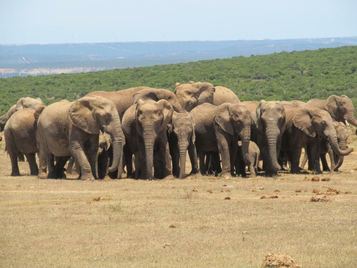 Addo Gateway Lodge Colchester Luaran gambar